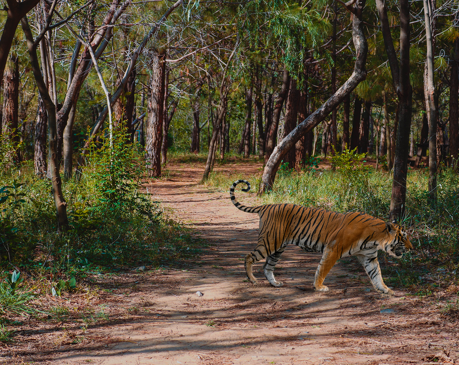 Ranthambore Tour Package Booking